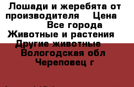 Лошади и жеребята от производителя. › Цена ­ 120 - Все города Животные и растения » Другие животные   . Вологодская обл.,Череповец г.